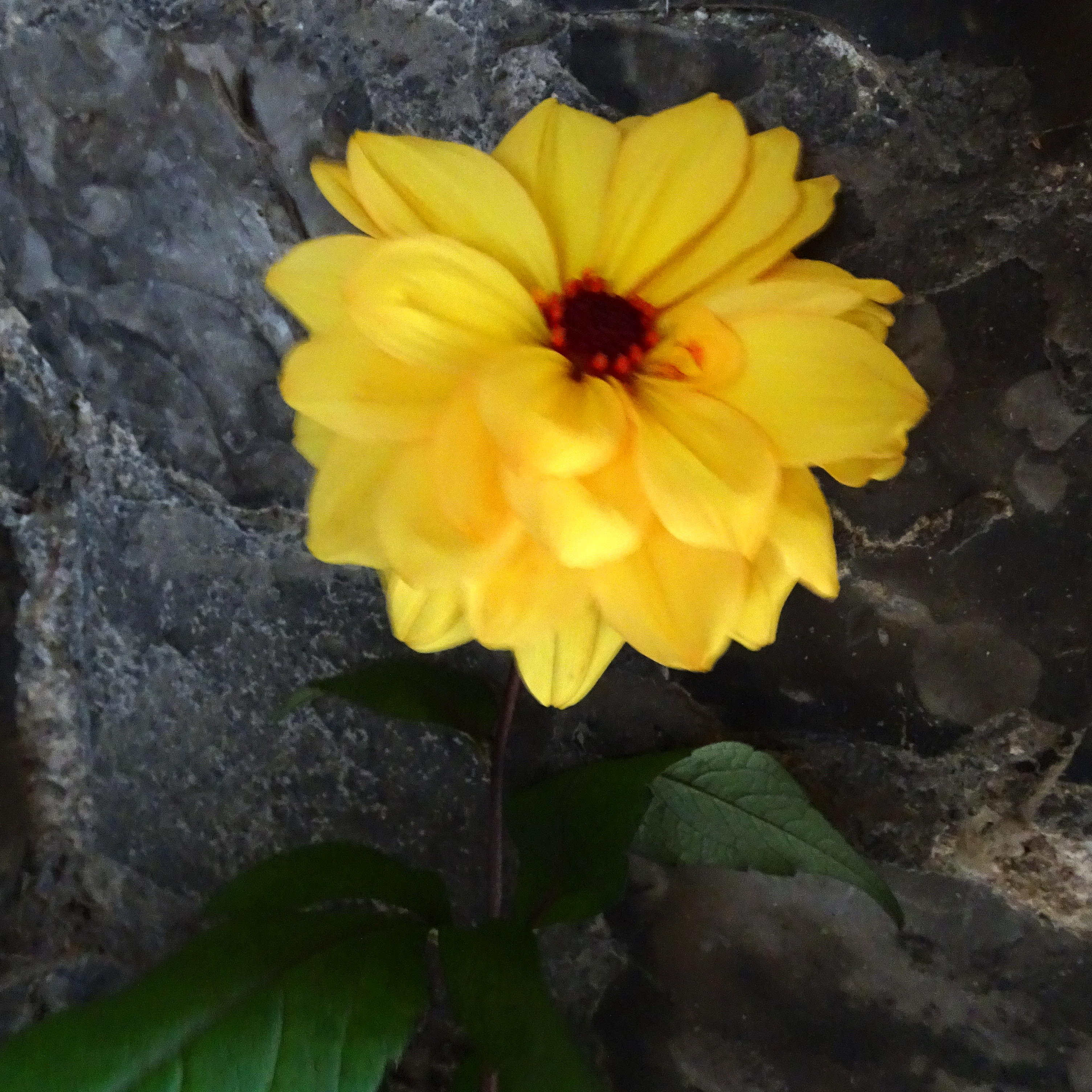 Picture of a yellow Dahlia flower against a flint wall.