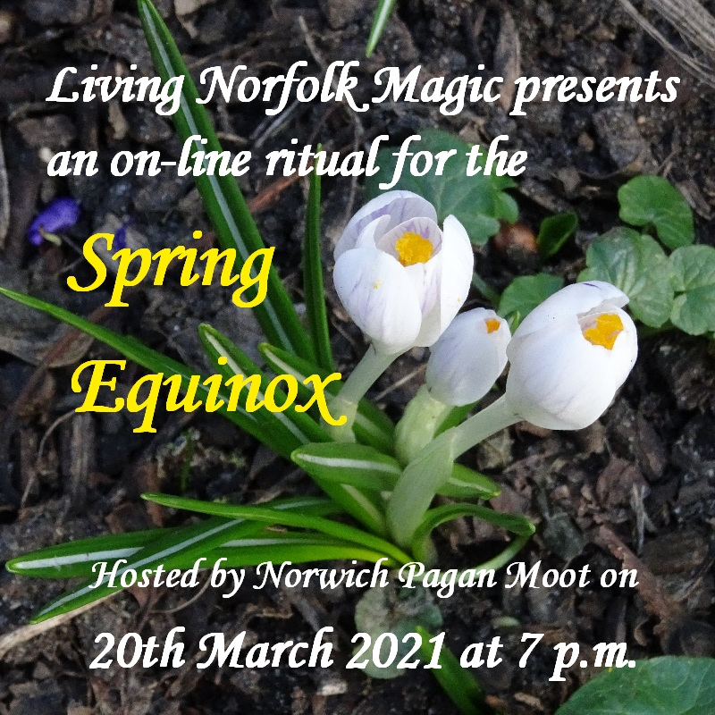 Image promoting the Norwich Moot on-line ritual for the Spring Equinox showing crocuses blooming, forming a link to the video of the ritual on YouTube.