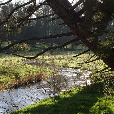 The river Stiffkey at Walsingham in sunshine, with overhanging tree.