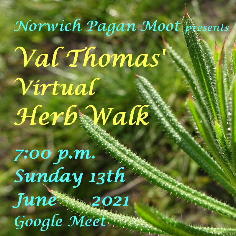 Image promoting the Norwich Moot virtual herb walk with Val Thomas, 13th June 2021, with a close-up of a Cleavers plant, taken by Chris Wood, forming a link to the video of the ritual on YouTube.