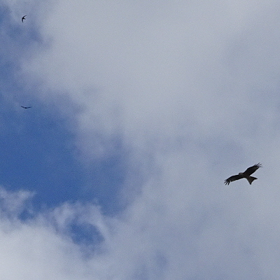 Red Kites and a Swift over Warham Camp against clouds.